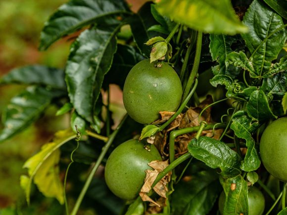 Maracuja: une faille dans la chaîne de valeur